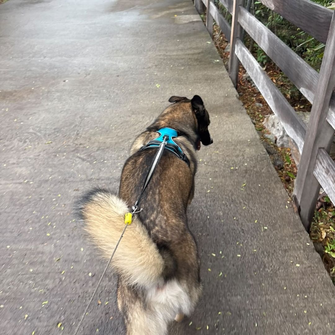 Balade de chien à Saint-Barthélemy avec Pawéa Care