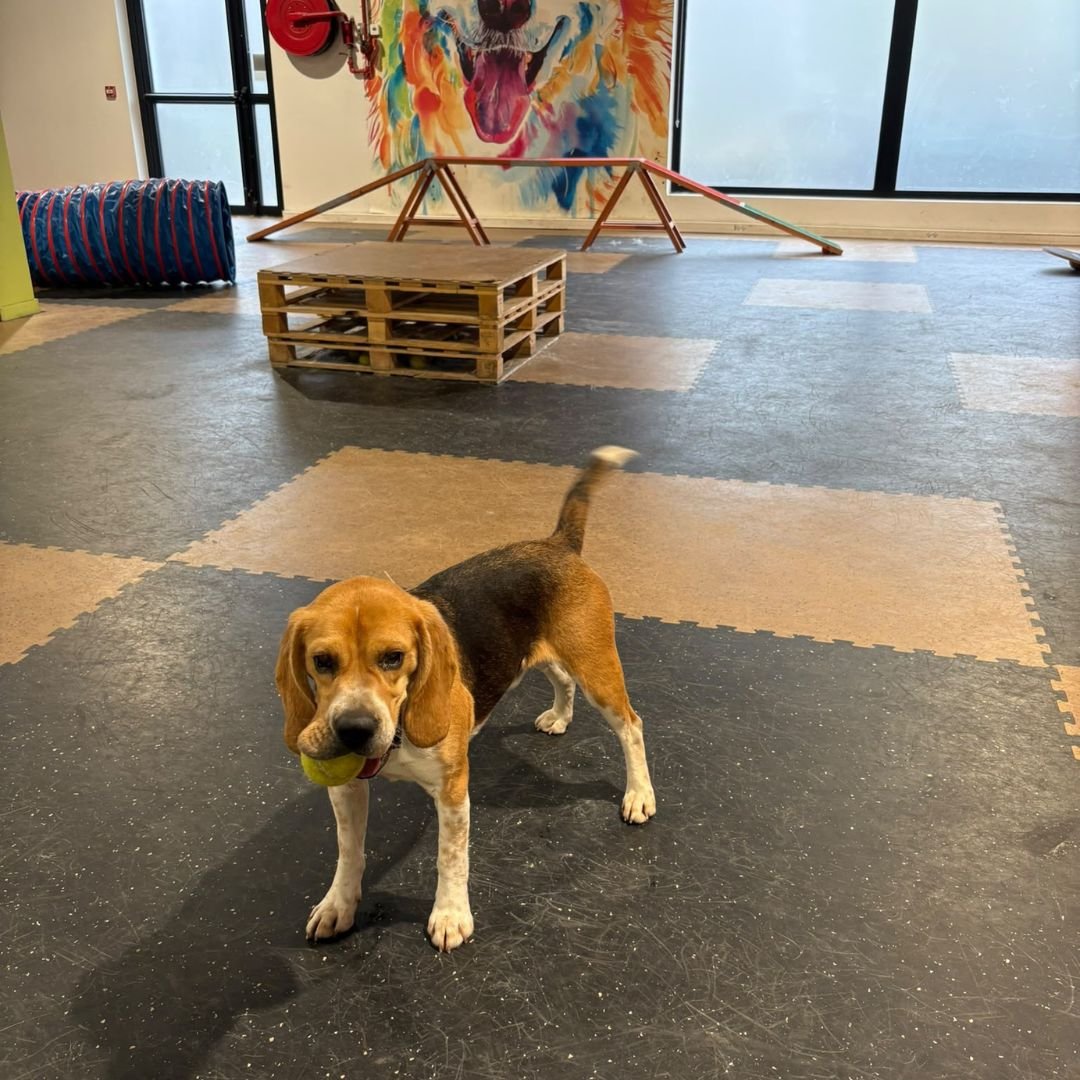 Bien-être et accompagnement canin à Saint-Barthélemy