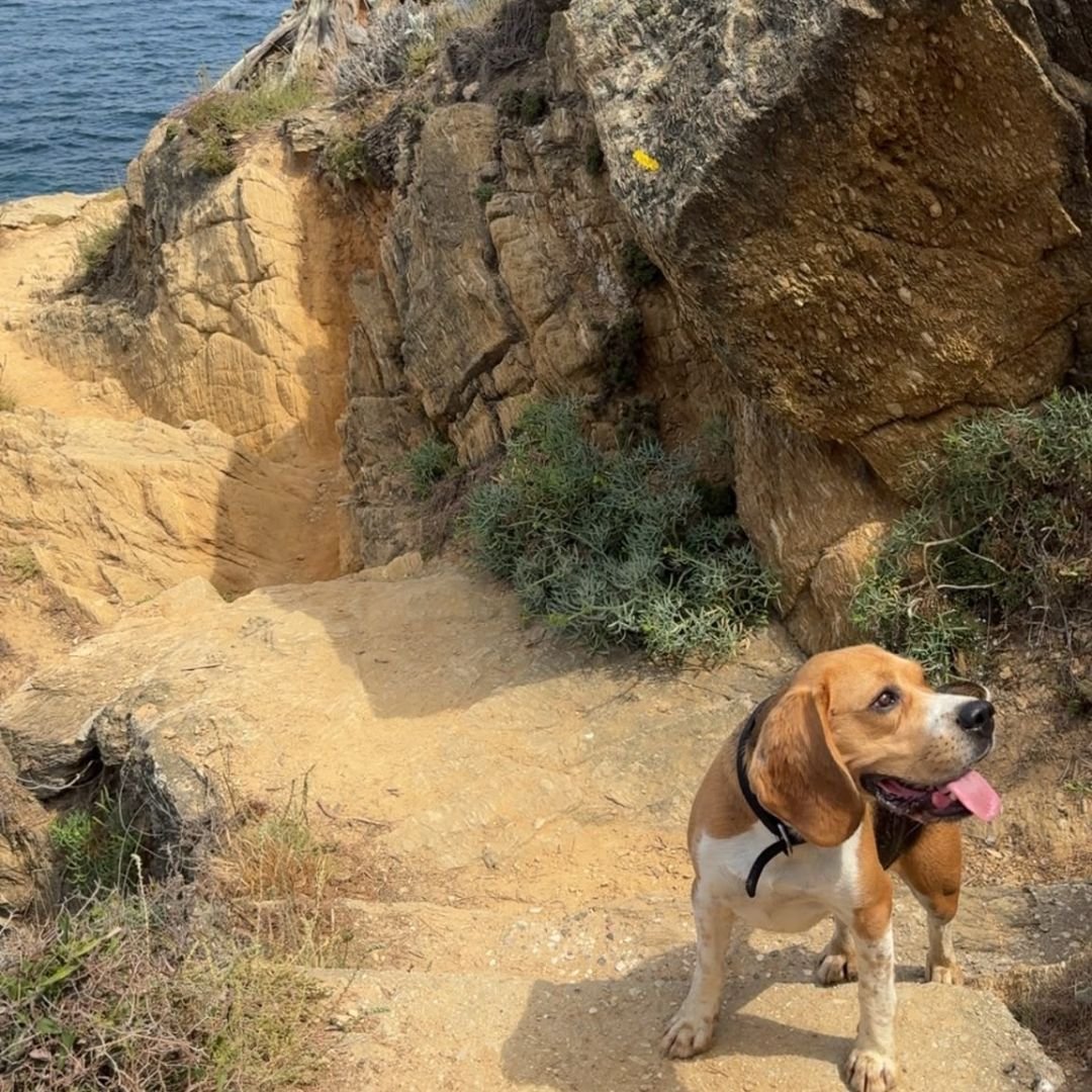 Garde de chien à domicile à Saint-Barthélemy