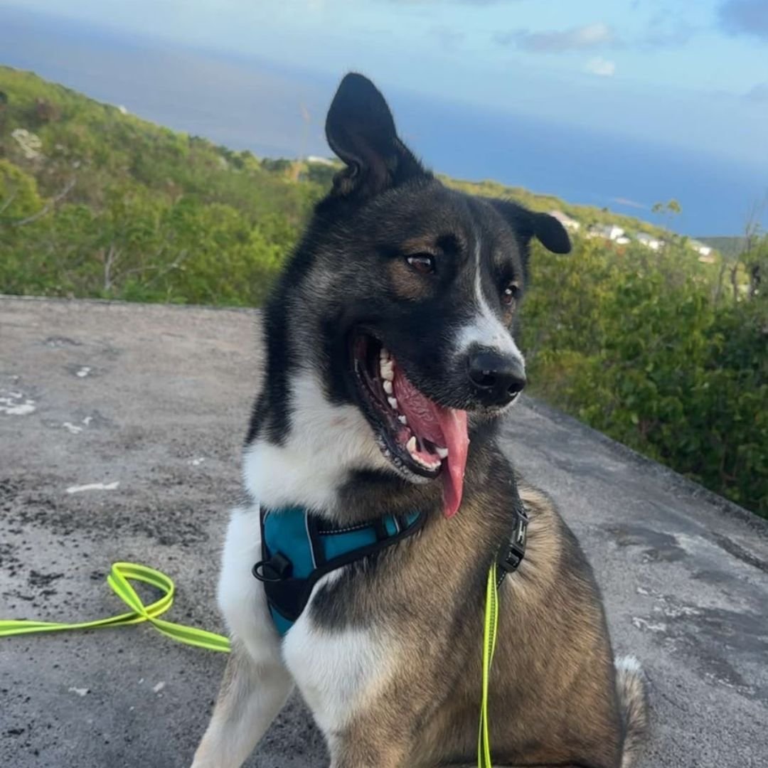 Massage canin de bien-être à Saint-Barthélemy