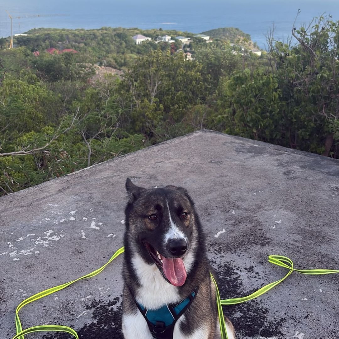 Pawéa Care – services personnalisés pour chiens à Saint-Barth