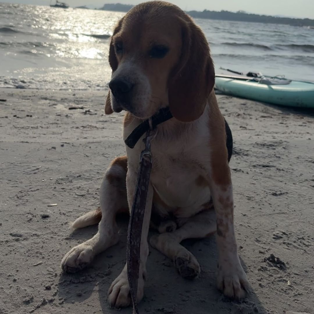 Prendre soin de son chien pendant son absence à Saint-Barth