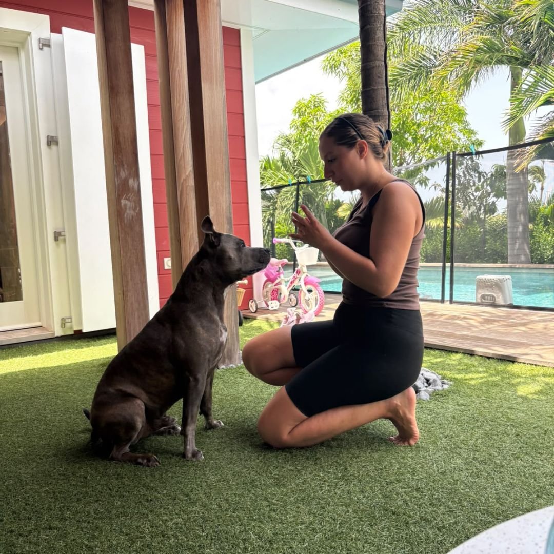 Promenade individuelle pour chien à Saint-Barthélemy